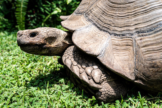 Giant tortoise as a pet walking around its garden