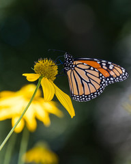 monarch butterfly on yellow flower