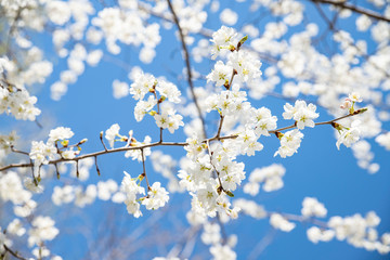 Obraz premium 파콘같은 매화