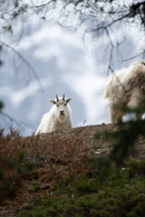 Mountain goat