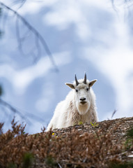 Mountain goat