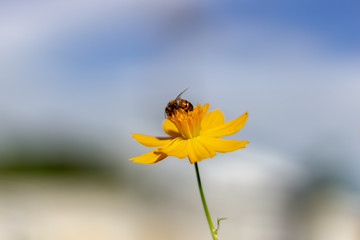 bee on yellow flower
