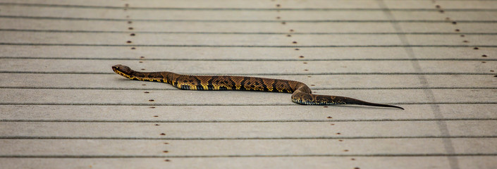 Nature Trail Visitor