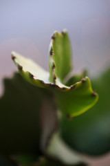 Close up to a dragon fruit plant with torns