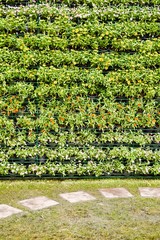 flower wall in nature garden