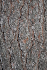 tree bark texture