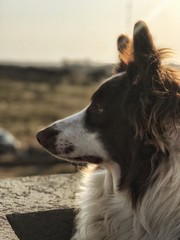 border collie dog