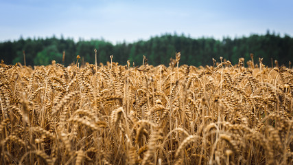 Whet grain field in the Autumn