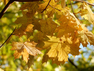 autumn yellow, orange, green, red maple leaves on the sky, selective focus