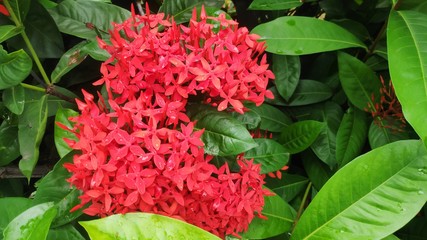 Couple red Flowers of Ixora Coccinea plant with green leaves