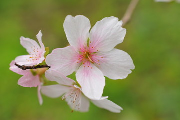 Obraz na płótnie Canvas 秋に咲く四季桜のクローズアップです。