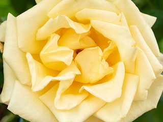 Blooming yellow rose bud macro shot. View to petals close-up.