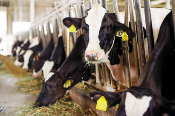 牧場の牛舎の牛