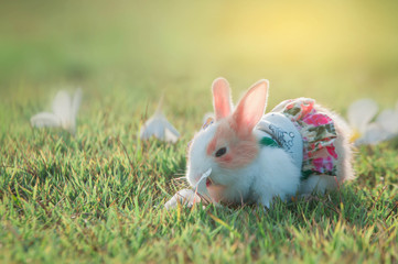 white rabbit on green grass