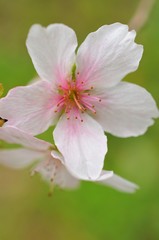 秋に咲く四季桜のクローズアップです。