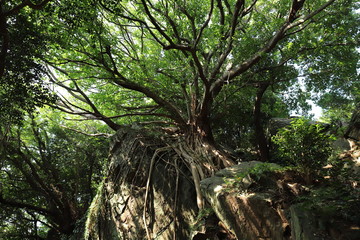 天草のアコウの木