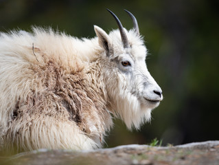 Mountain goats in the wild