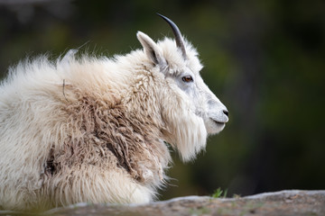 Mountain goats in the wild