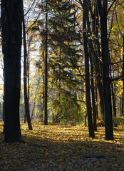 fallen yellow foliage on autumn park background, selective focus