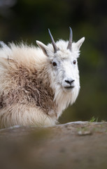 Mountain goats in the wild