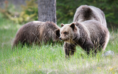 Fototapeta premium Grizzly bears in the spring