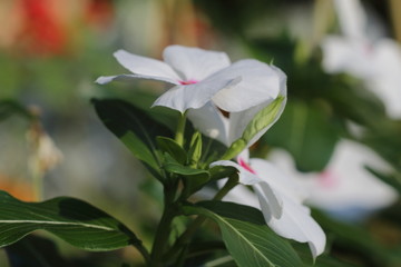 beauttiful singled out flower in natural lighting