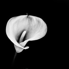 kala flower. Macro. Close-up. Isolated