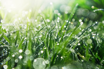 dew drops on grass