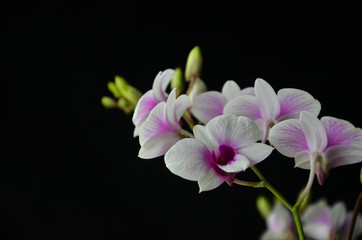 Fototapeta na wymiar Beautiful bouquet of dendrobium orchid on black background