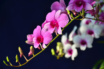 Beautiful bouquet of dendrobium orchid with small dews on the petals