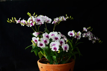 Beautiful dendrobium orchid flowers on black background