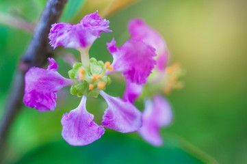 Obraz premium purple flower in the garden