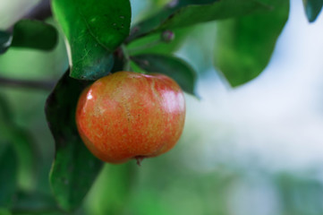 Obraz premium ripe apples on a tree