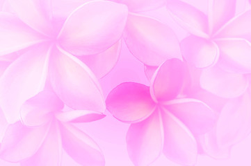 pink flower background