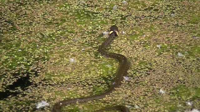 Young grass snake swimming in a pond covered with duckweed, natrix natrix or Ringelnatter