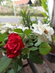 Obraz premium roses in the garden. blurred background