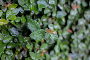Green fresh natural leaf
