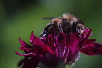 honeybee sitting on a red flower in natural lighting