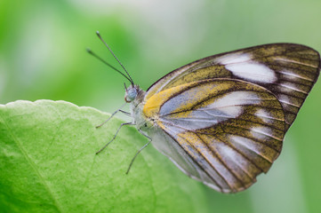 butterfly on a leaf