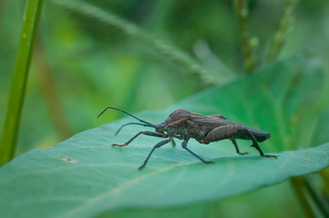 green bug on a leaf