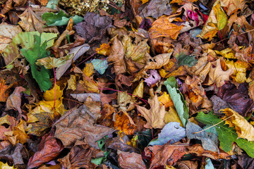 Autumn leaves on the ground