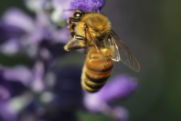 honeybee sitting on a purple lavender in natural lighting