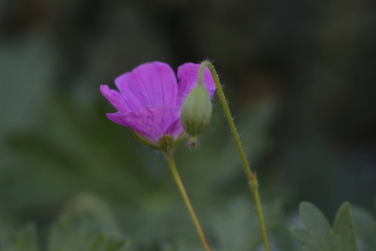 Beauttiful Singled Out Flower In Natural Lighting