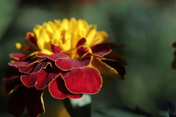 beauttiful singled out marigold flower in natural lighting