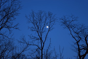 Blue moon tree