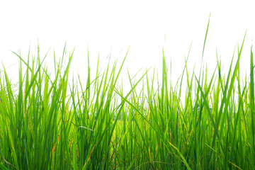 Clump of green grass, slender leaves. White background.