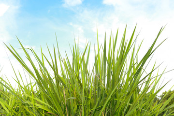 Green grass clump, slender leaves. Sky background