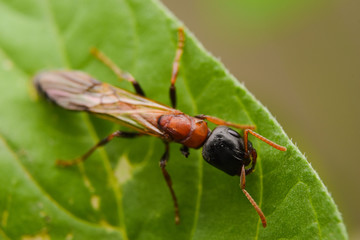  Ant. Dolichoderus thoracicus Smith.