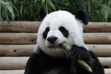 Obraz premium giant panda eating bamboo