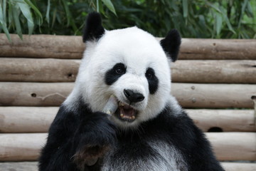 Fototapeta premium giant panda eating bamboo